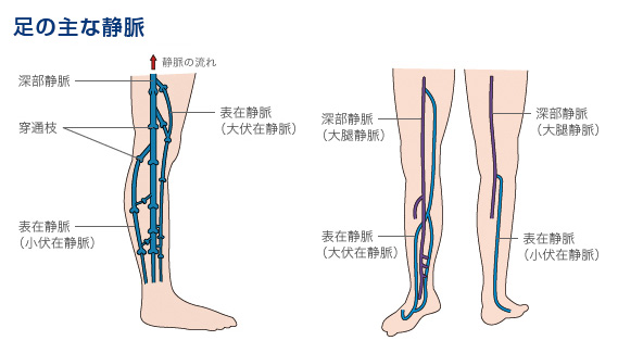 足の主な静脈
